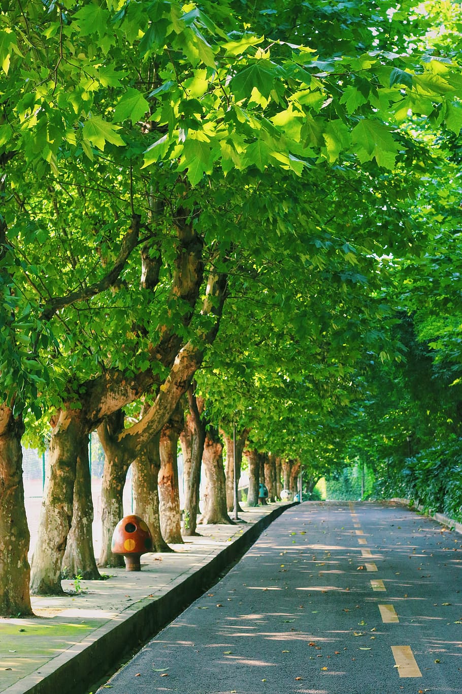 campus, green, leaf, road, tree, alley, summer, pavement, nobody HD wallpaper