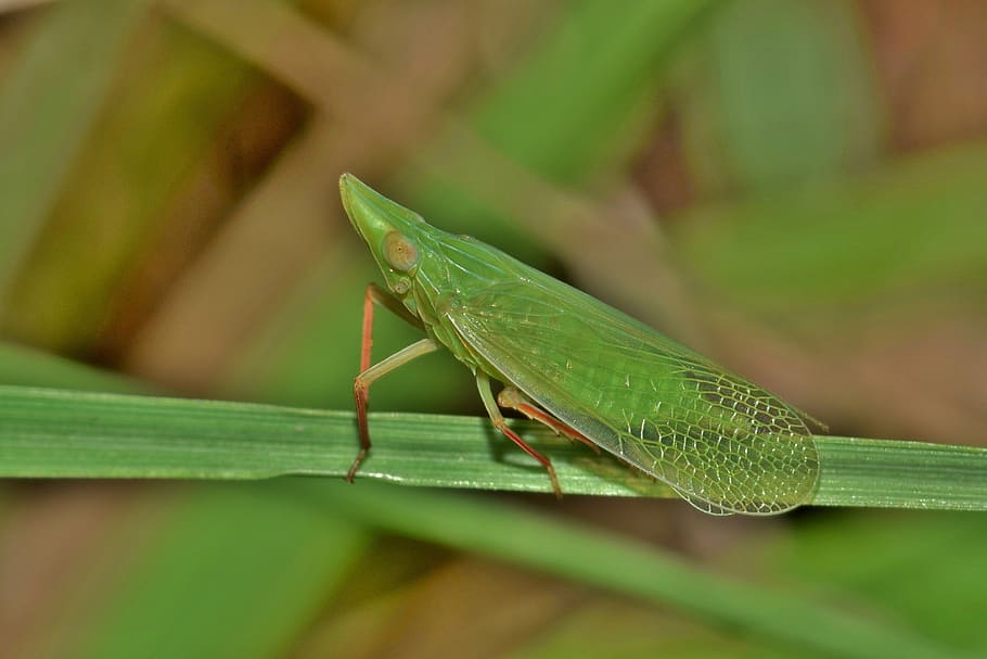 grasshopper, leafhopper, planthopper, insect, green insect, small insect, HD wallpaper