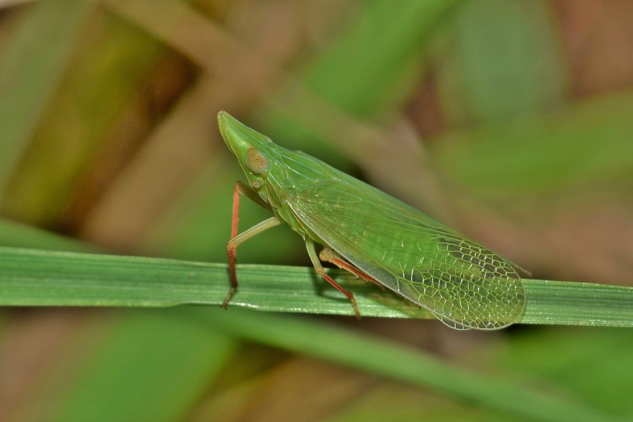 grasshopper, leafhopper, planthopper, insect, green insect HD wallpaper