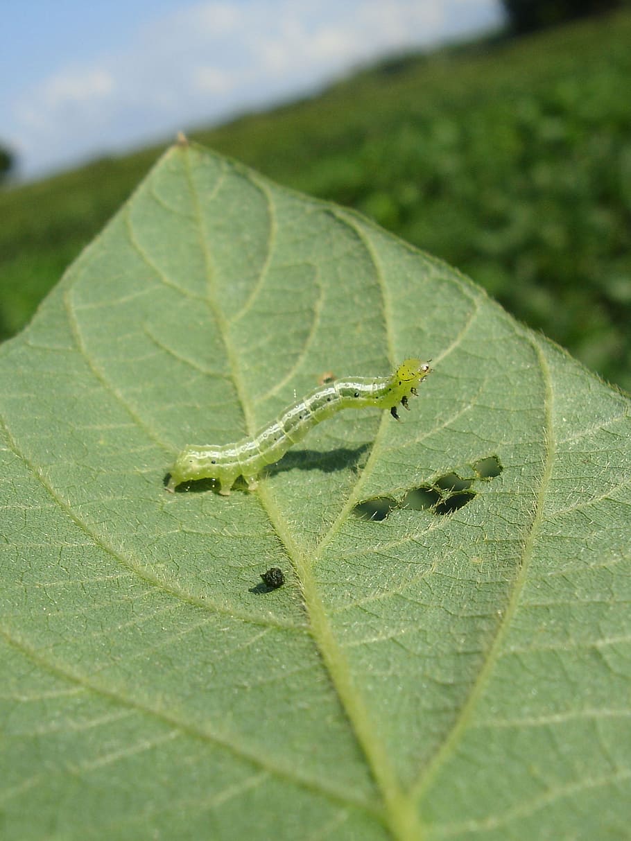 larva, worm, soy, nature, foreground, insects in plant, leaf HD wallpaper