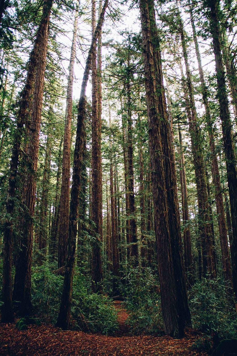 bird'seye view photography of forest, low angle photo of green leafed tree on forest HD wallpaper