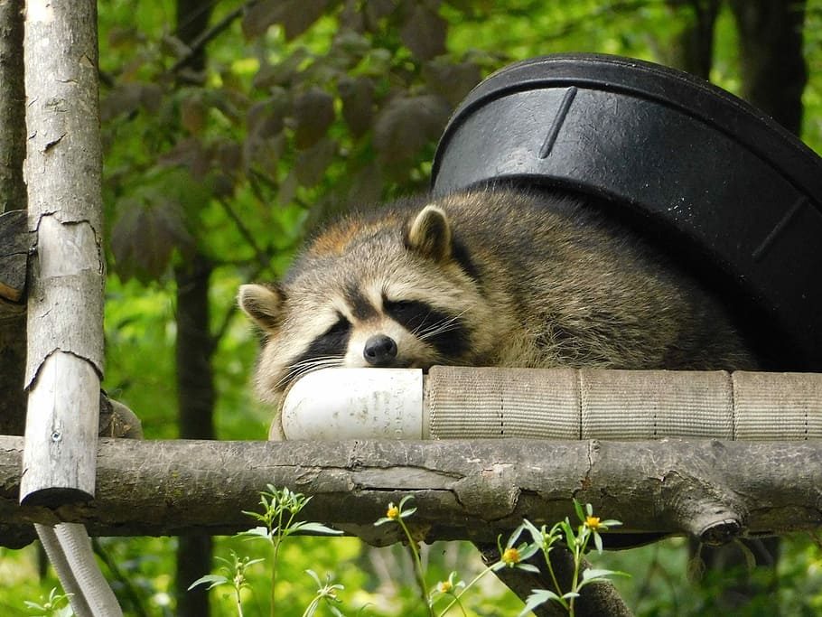 raccoon laying on tren branch, racoon, sleeping, wood, trees