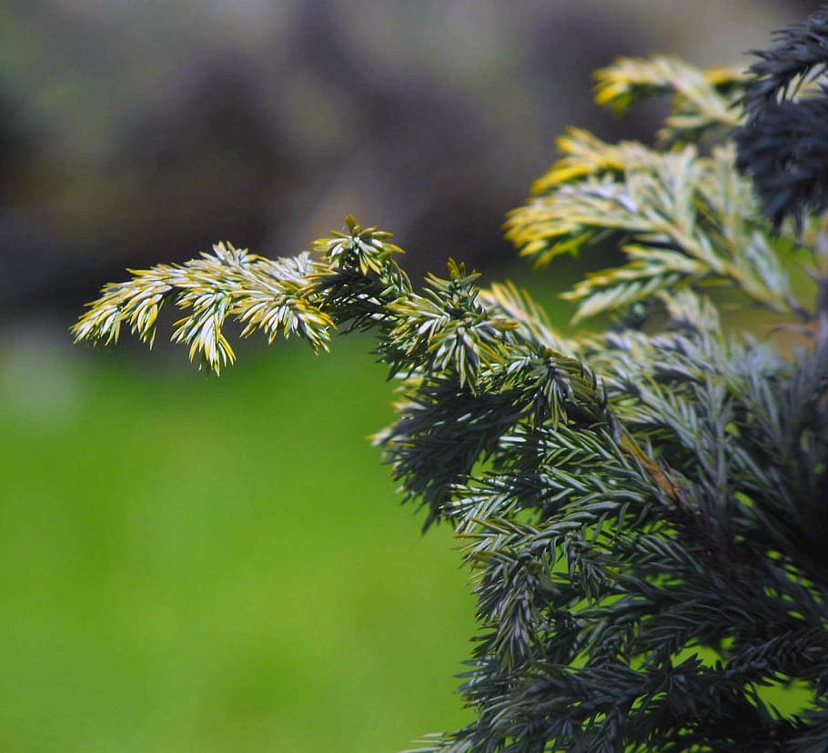 conifer, branches, needles, plant, tree, green color, growth HD wallpaper