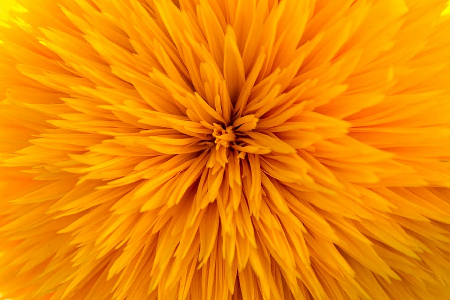 Sun Flower, Gene, Defect, filled, gene defect, model arles HD wallpaper