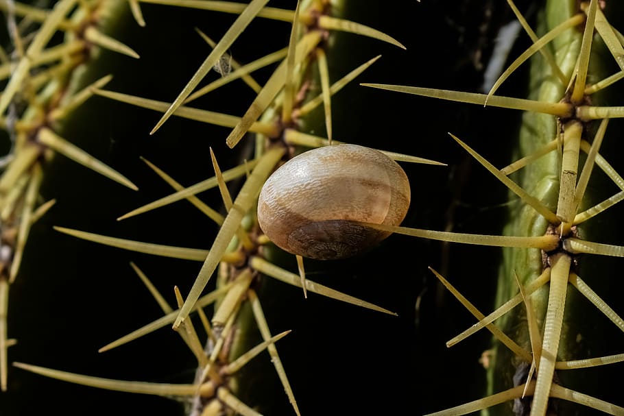 Cactus, Thorn, Shell, Plant, Nature, sharp, flora, thorny, one animal HD wallpaper