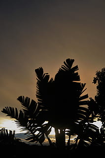 HD wallpaper: Tree, Wild Banana, Strelitzia, Giant, sub tropic, sky, glow |  Wallpaper Flare