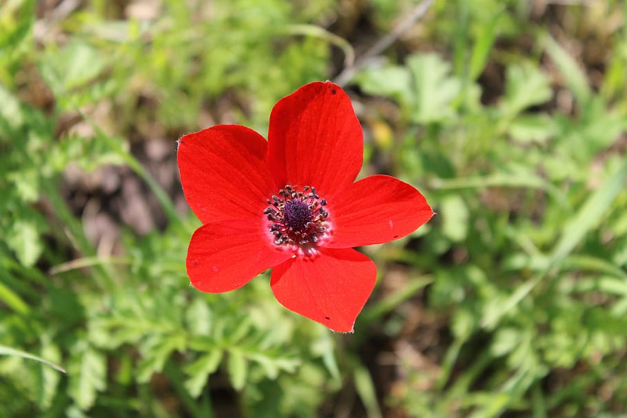 flower, blossom, spring, red, flowering plant, growth, petal HD wallpaper