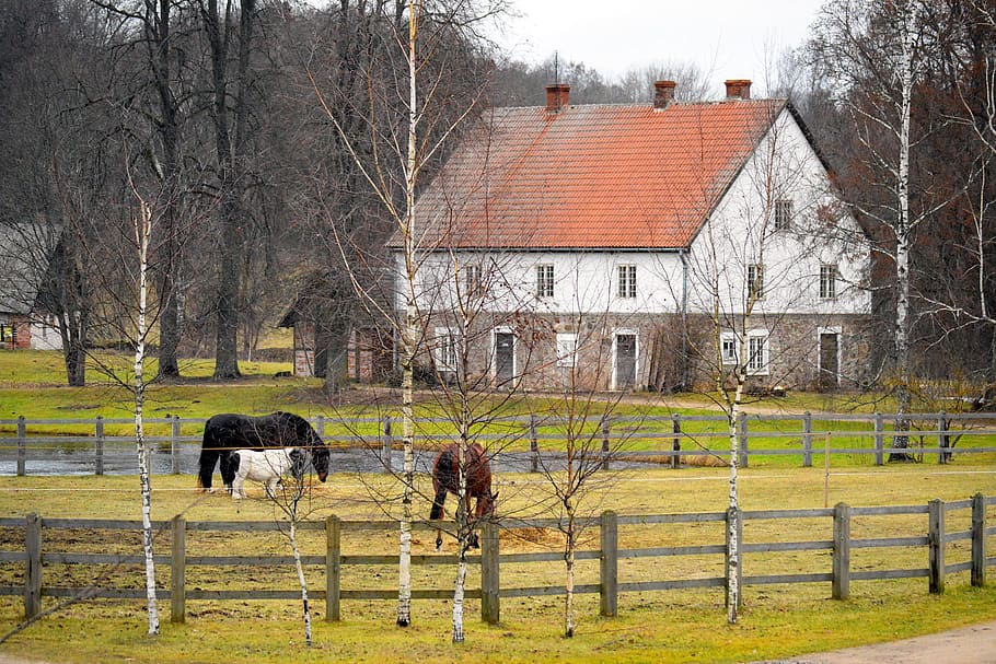 Farm, Farmhouse, Horses, Pen, Country, countryside, latvia