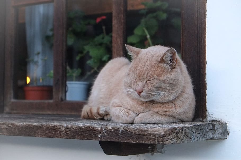 short-fur gray cat, feline, window, windowsill, pet, cute, domestic HD wallpaper