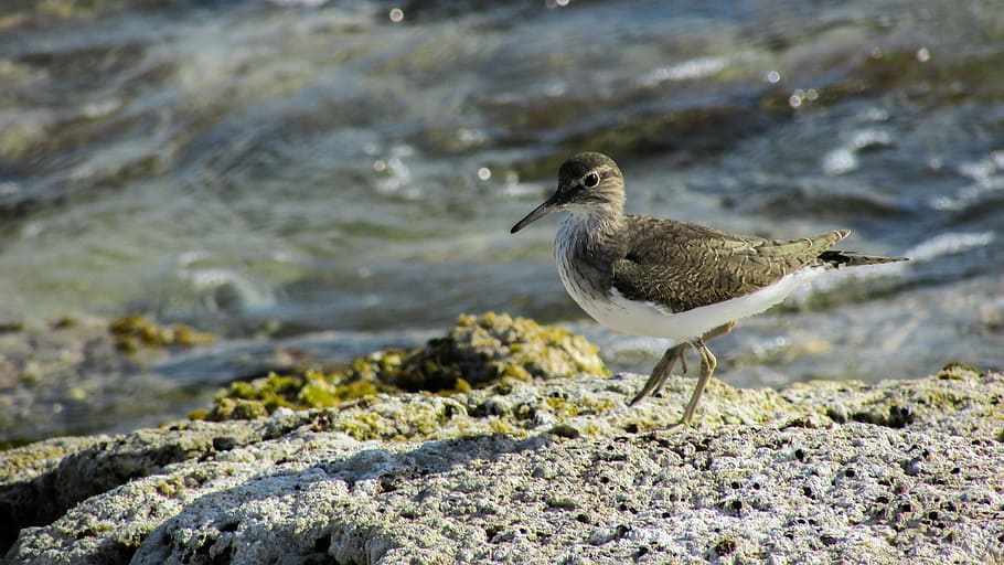 cyprus, stint, seabird, migratory, nature, wild, fauna, animal HD wallpaper
