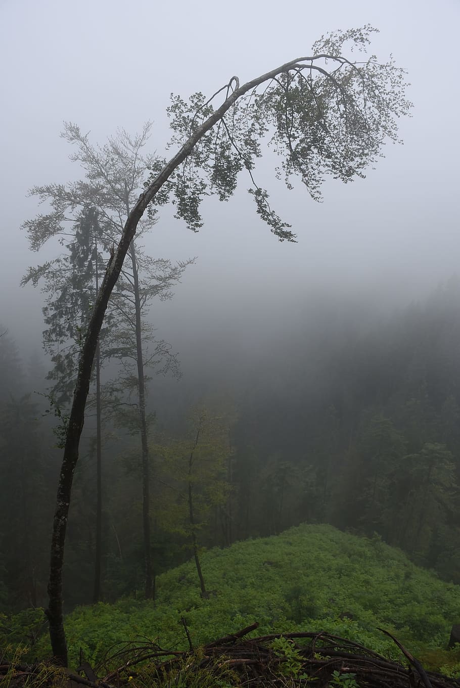 Deciduous Tree, Fog, Trees, Log, mystical, fairy tale forest HD wallpaper