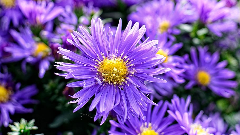 herbstastern, aster dumosus, asters, composites, flower, autumn HD wallpaper