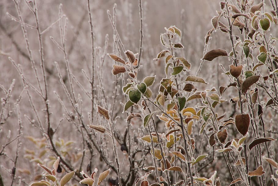 cold, cover, fall, frost, leaves, morning, white, autumn, plant HD wallpaper