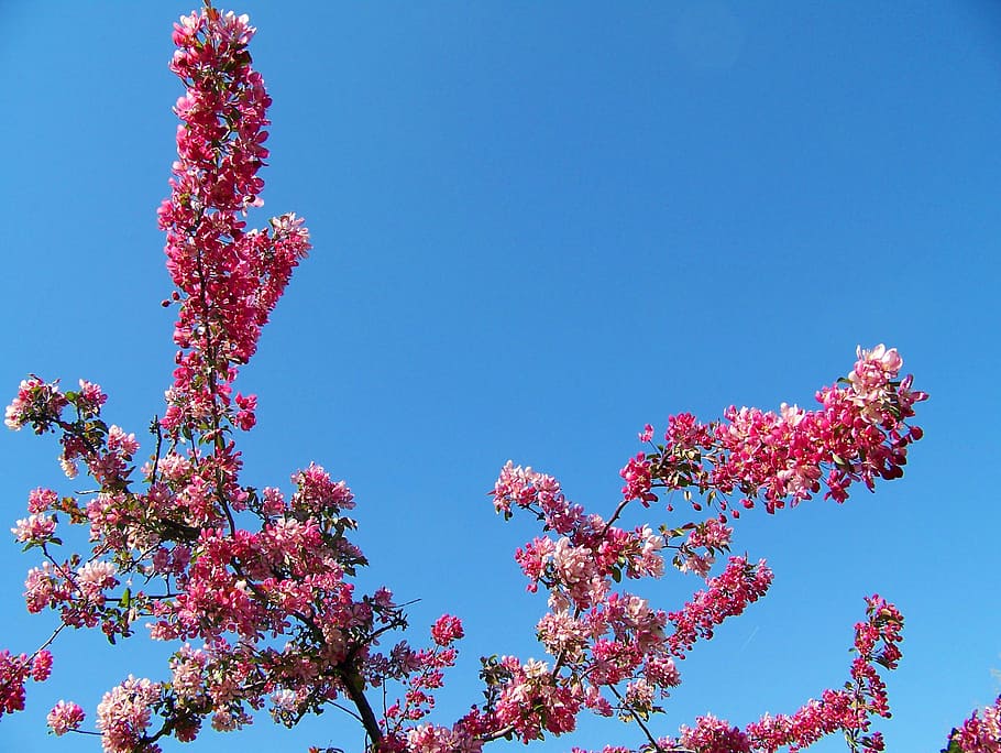 blossoms, spring, flowers, blue, sky, floral, bloom, pink, blooming HD wallpaper