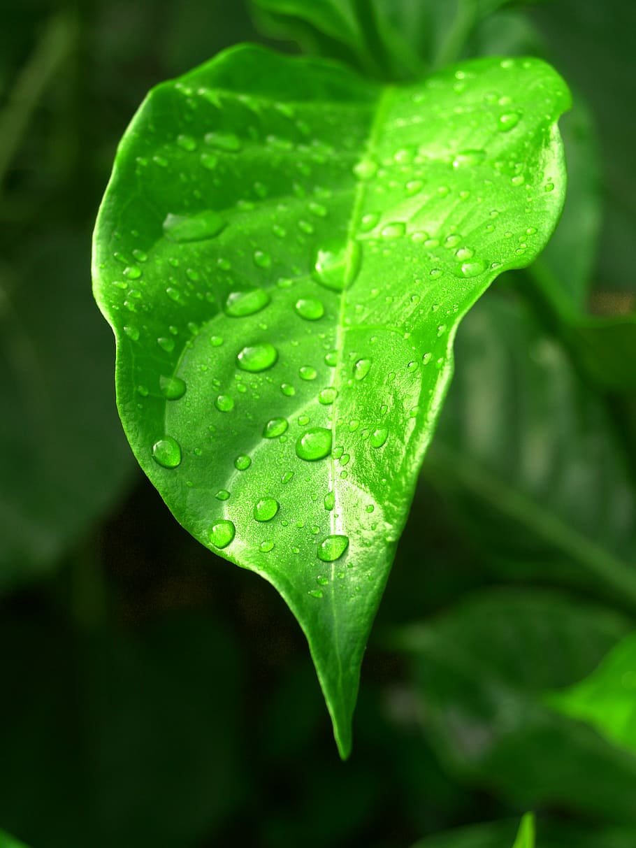 water, drops, leaf, grass, green, dew, rain, closeup, life HD wallpaper