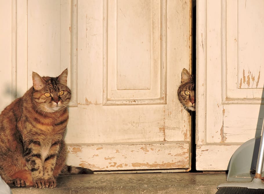 two silver tabby cats near white wooden door, brown tabby, portrait, HD wallpaper