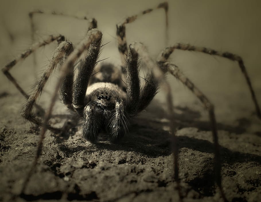 Spider, Insect, Nature, Macro, one animal, animal themes, animals in the wild HD wallpaper