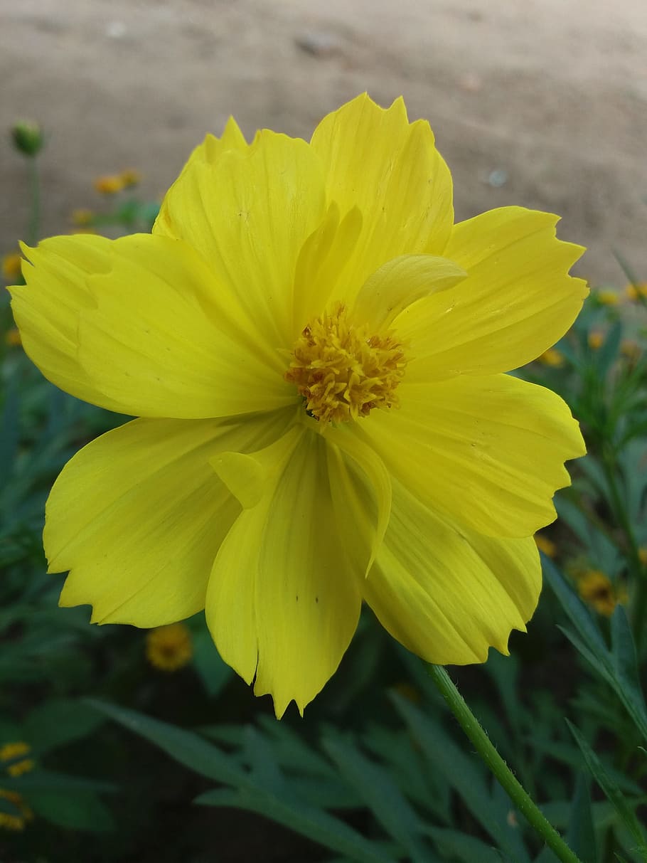 flower, bunga, gardener, close-up, nature, flowering plant HD wallpaper