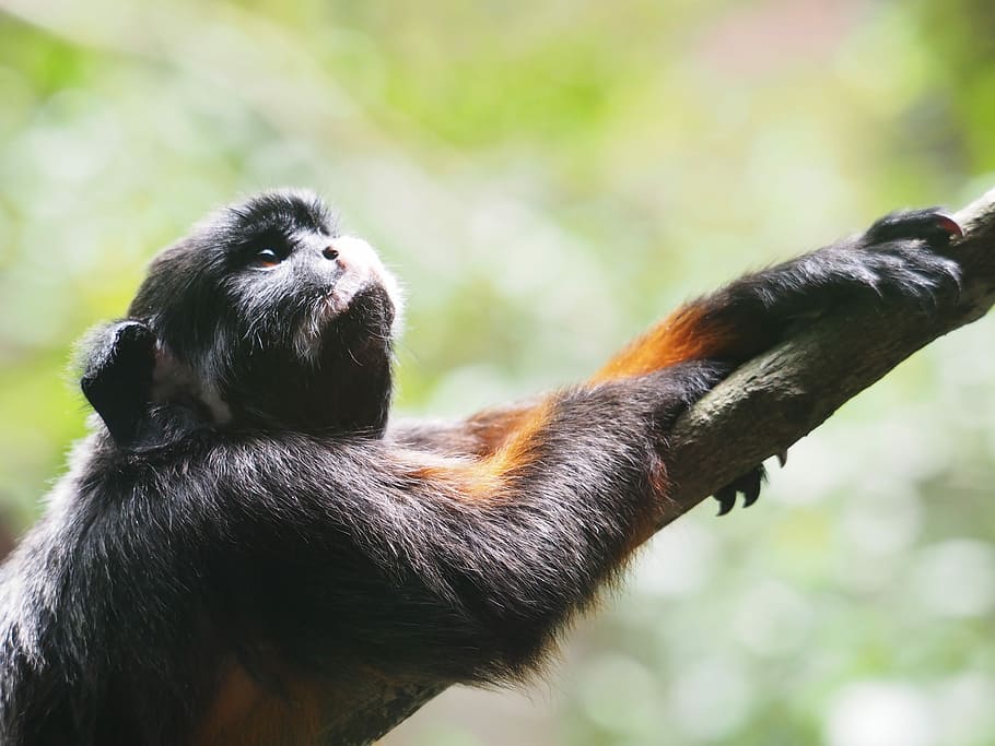 black primate on wood branch, close up photography of primate on tree branch HD wallpaper