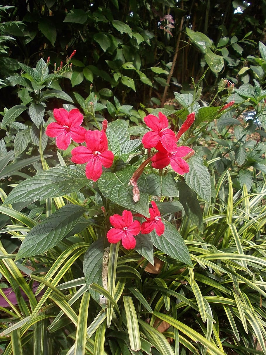 Flower garden шри ланка