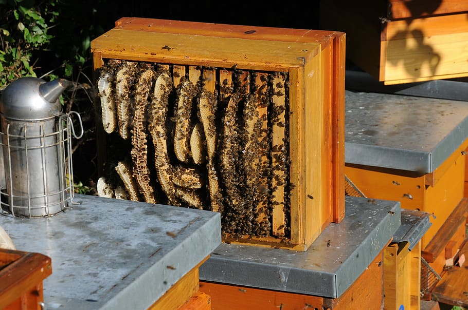 brown bee hive, honeycomb, illegal building, beekeeper, bee booty