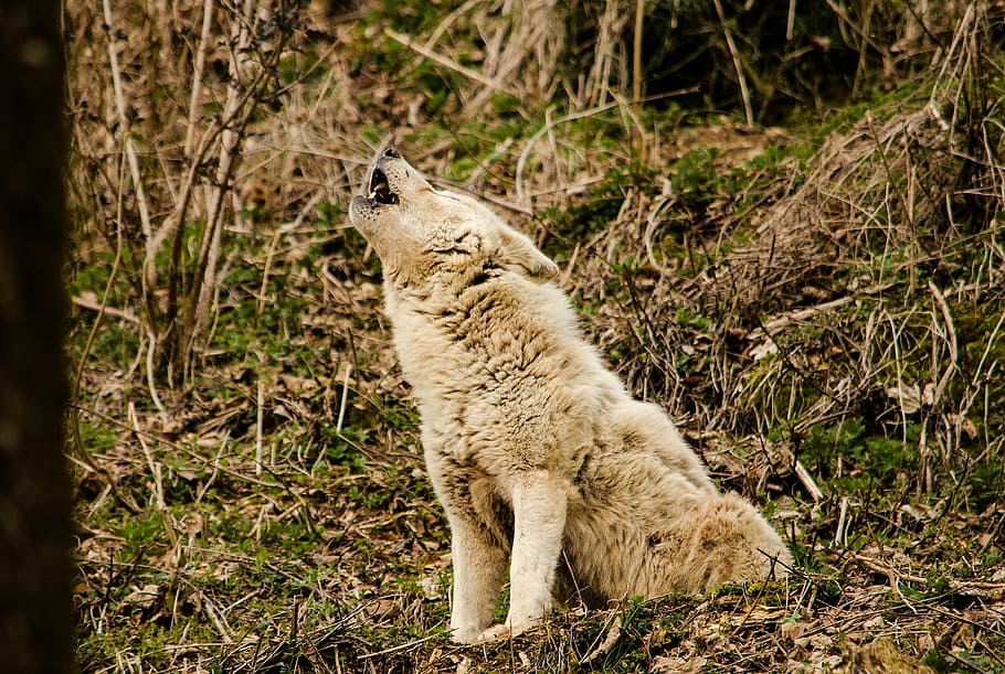 brown wolf howling, white wolf, white fur, zoo, tiergarten, predator, HD wallpaper