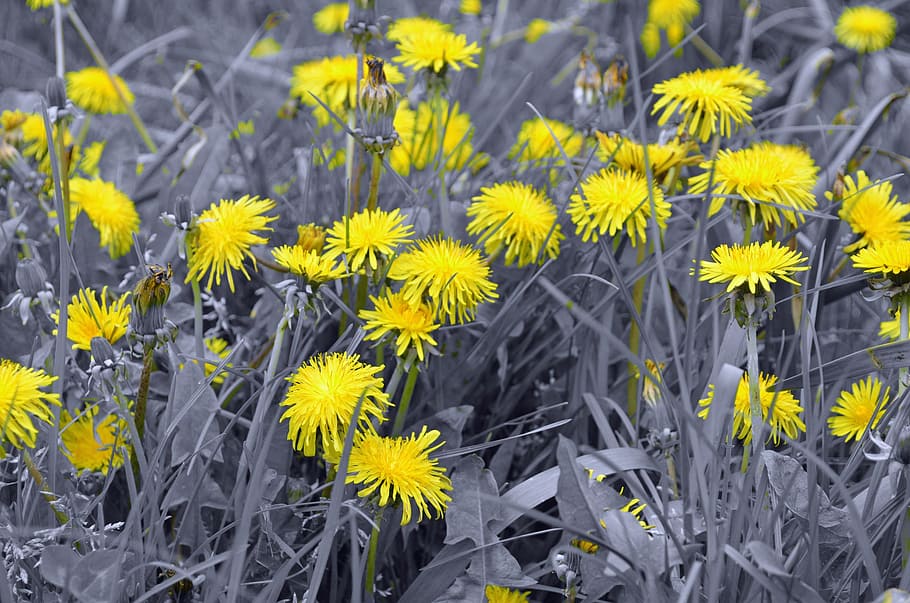 dandelion, dandelions, light effect, fluff, nature, macro, season HD wallpaper