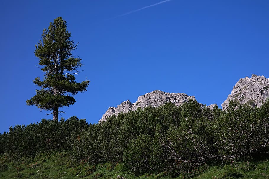 pine, conifer, tree, mountain, allgäu, mountain tree, mountain green HD wallpaper