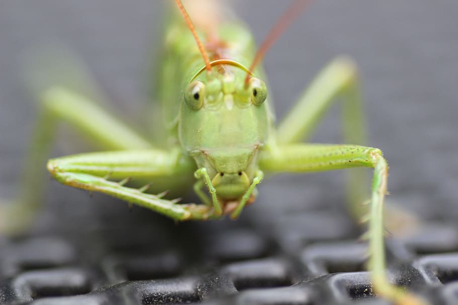 Grasshopper, Insect, Grille, green, close, macro, probe, one animal HD wallpaper