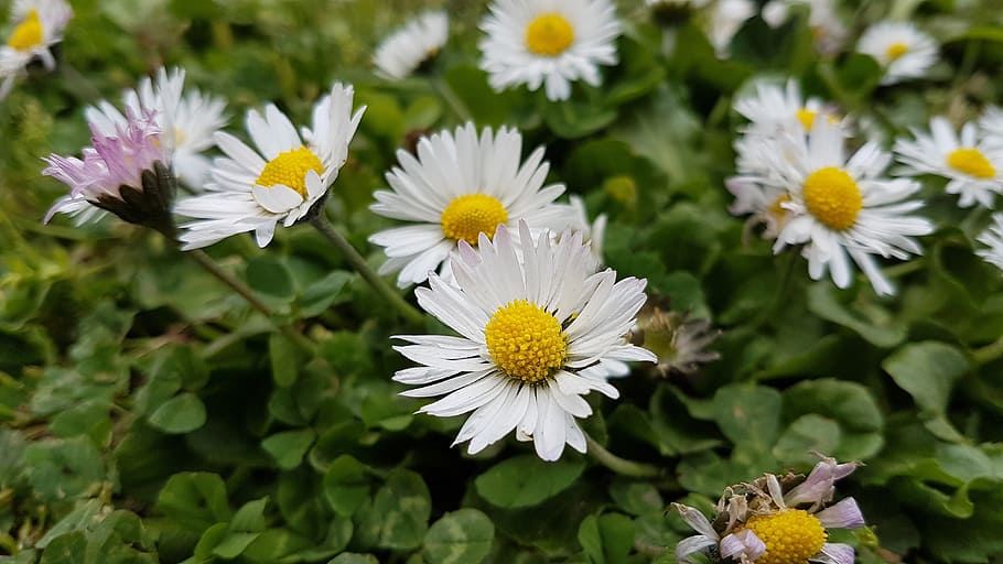 Chamomile, Flower, Nature, Spring, natural, season, daisy, plant HD wallpaper