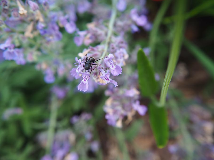 flower, ant, summer, nature, garden, insect, purple, flowering plant HD wallpaper
