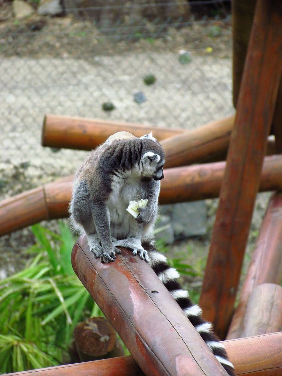 lemar, post, zoo, animal, animal themes, one animal, mammal HD wallpaper