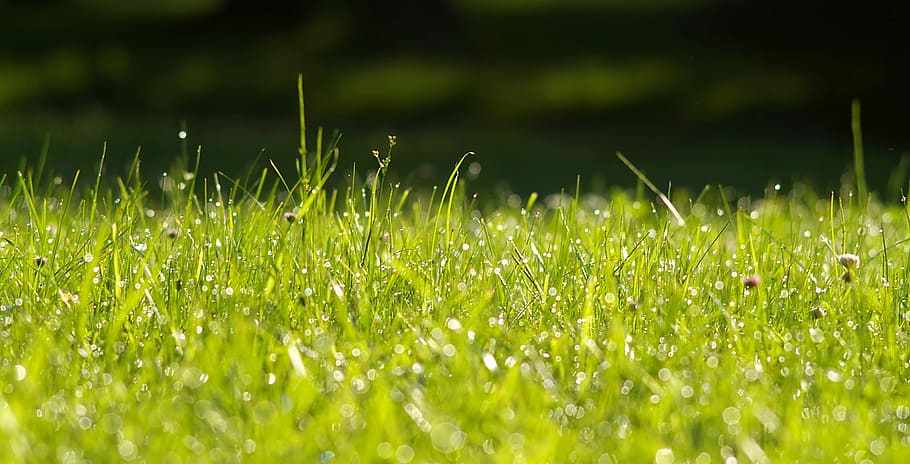 green grass field, Clover, White, Shine, Bokeh, rosa, morning HD wallpaper