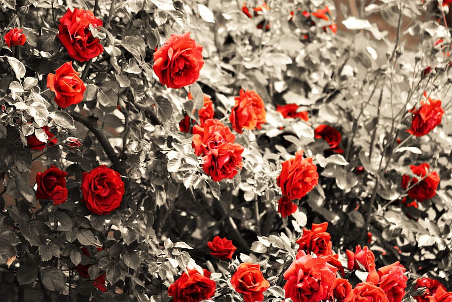 flower, red, rose, flowering plant, fragility, vulnerability HD wallpaper