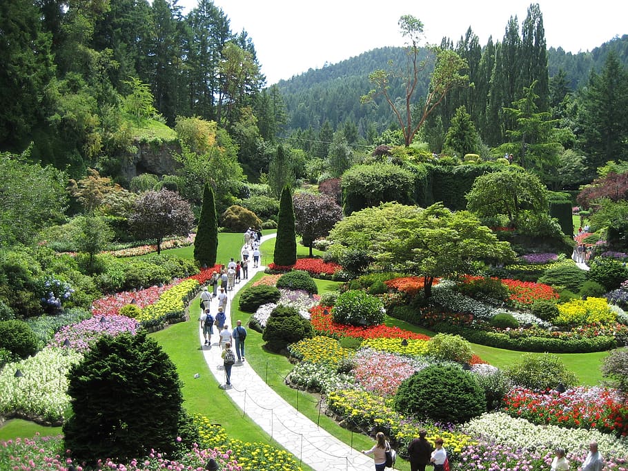 butchart gardens, flowers, plants, floral, landscape, tourism, HD wallpaper