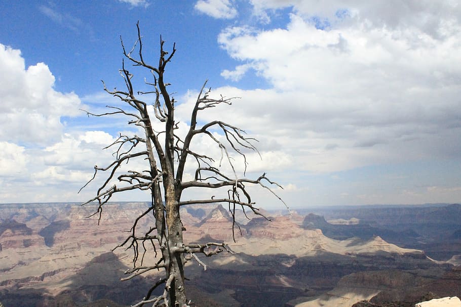 tree, death, colorado, contrast, sky, cloud - sky, beauty in nature HD wallpaper