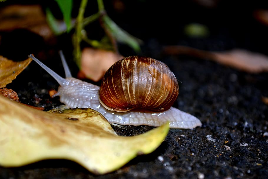 snail, shell, my saturday, leaf, mollusk, gastropod, animal wildlife HD wallpaper