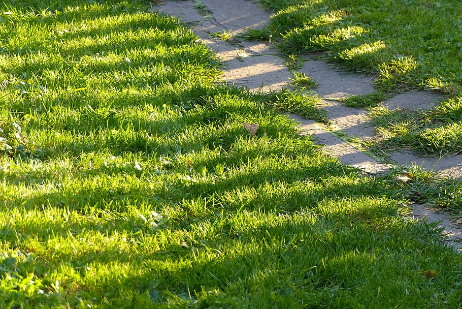lawn, path, garden, sun, light, grass, shadow, green, green color HD wallpaper