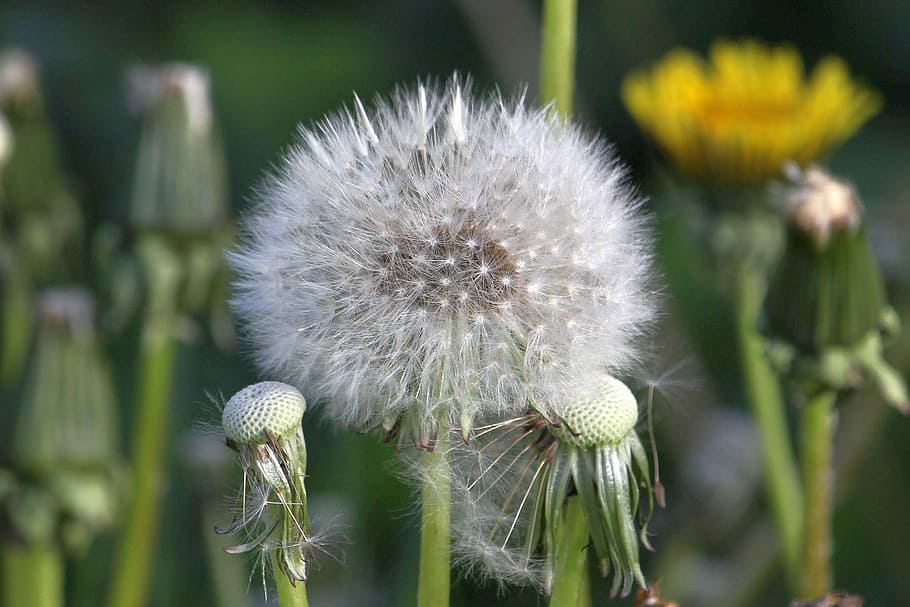 close up photo of dandelion, seeds, flower, faded, nature, plant HD wallpaper
