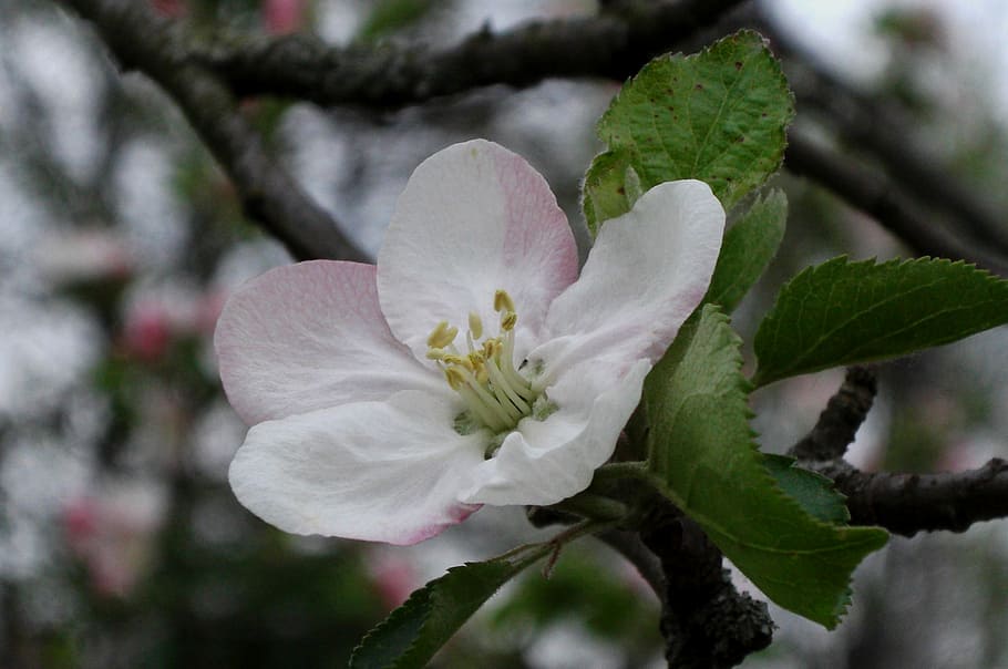 Blossom, Bloom, Nature, Spring, White, flower, petal, beauty in nature HD wallpaper