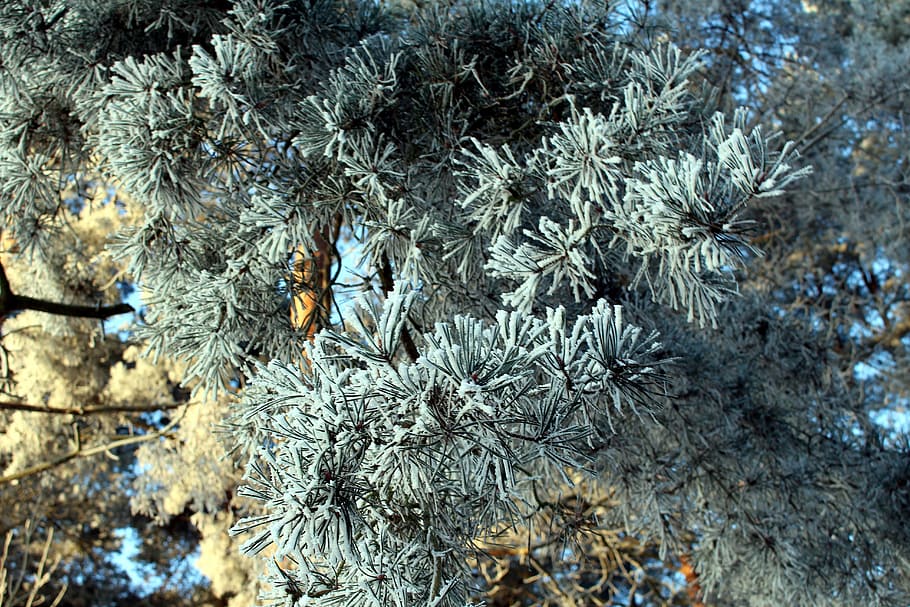 frost, forest, landscape, trees, cold, winter, icy, nature HD wallpaper