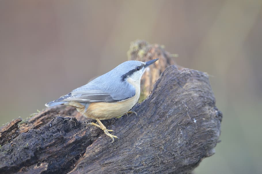 bluetit, nature, bird, animal, animal themes, animals in the wild HD wallpaper