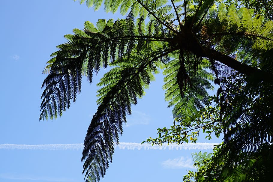 tree, leaves, sky, leaf, nature, bright, landscape, environment HD wallpaper