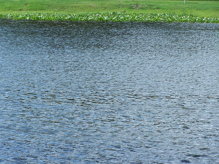 Hontoon Island, Water, St Johns River, outside, grass, nature, HD wallpaper
