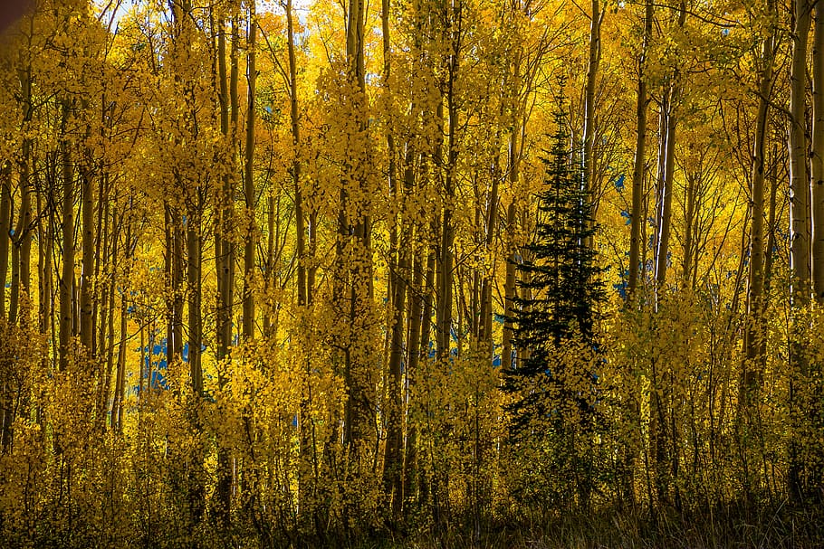 Page 8 - aspens 1080P, 2K, 4K, 5K HD wallpapers free download, sort by relevance - Wallpaper Flare