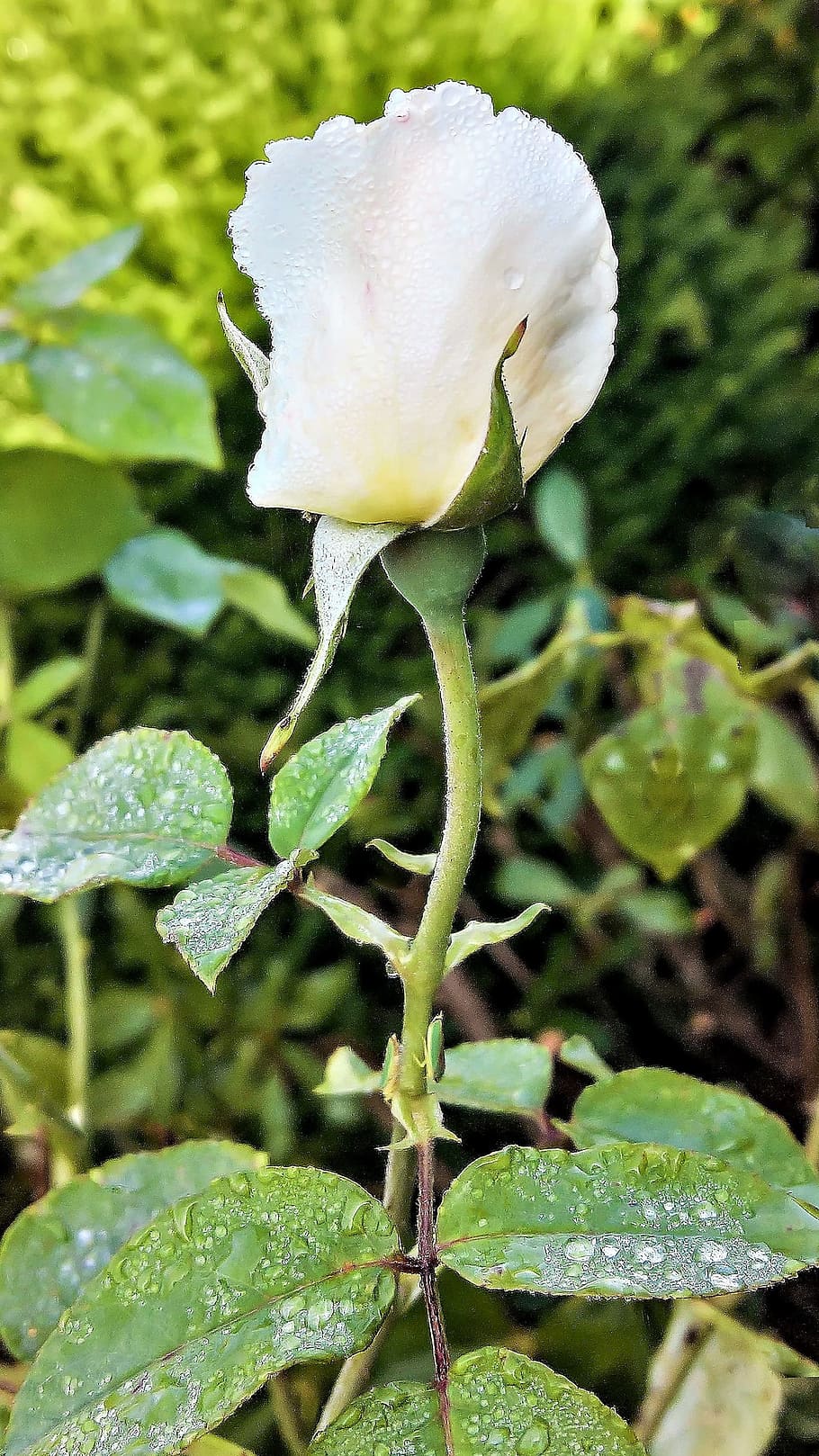 rose, floribunda, single bloom, white, tender, knospig, rosebush HD wallpaper