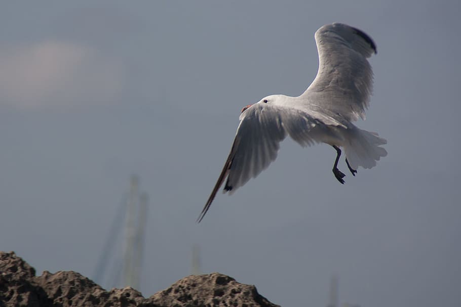 Seagull, Beach, Fly, Ave, Bird, Wings, flying, nature, animal HD wallpaper