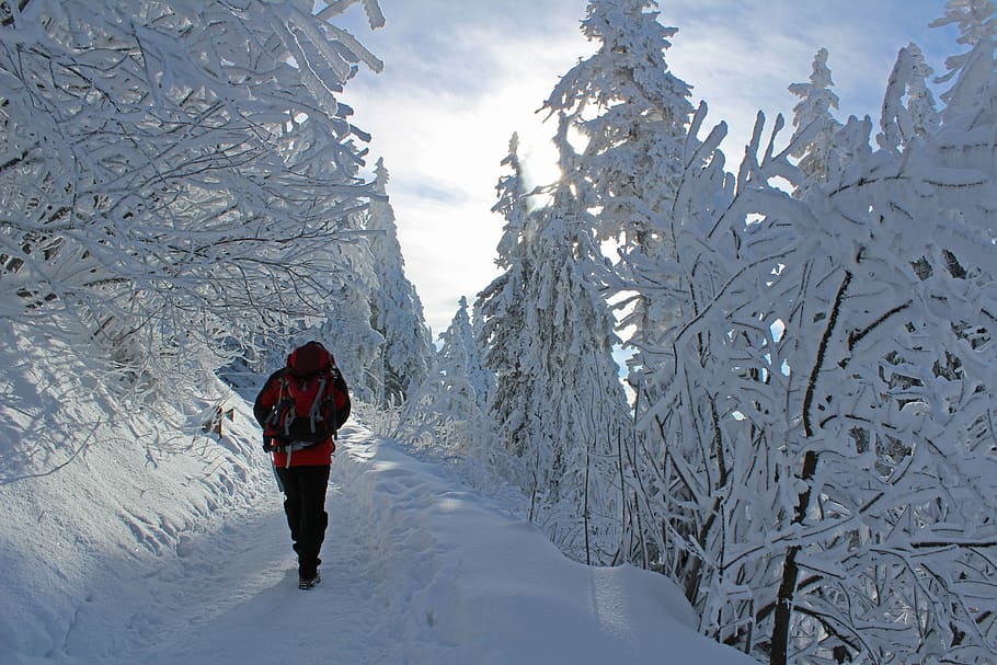 winter, snow, icing, trees, forest, mountains, hiker, cold temperature HD wallpaper
