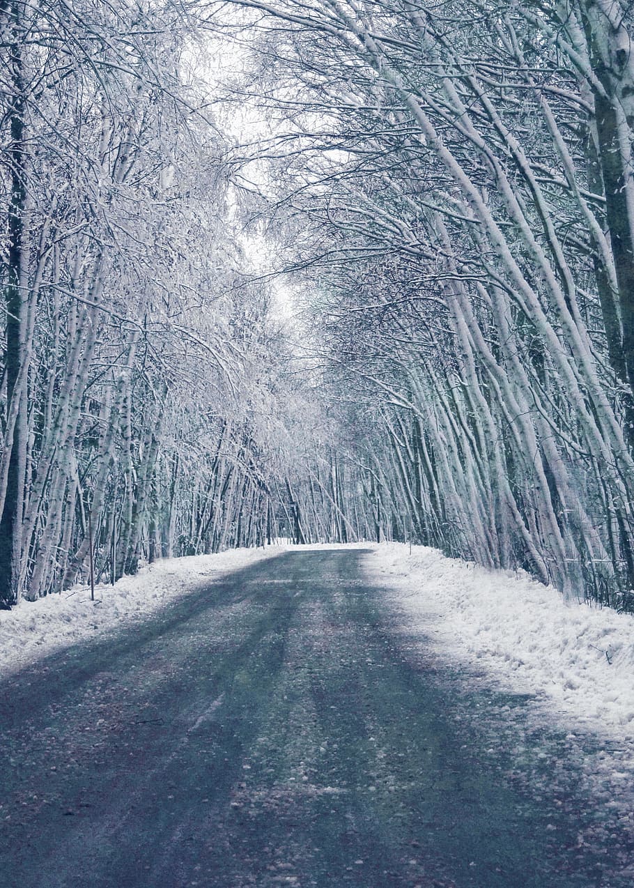 nature, forests, trees, streets, paths, roads, snow, winter HD wallpaper