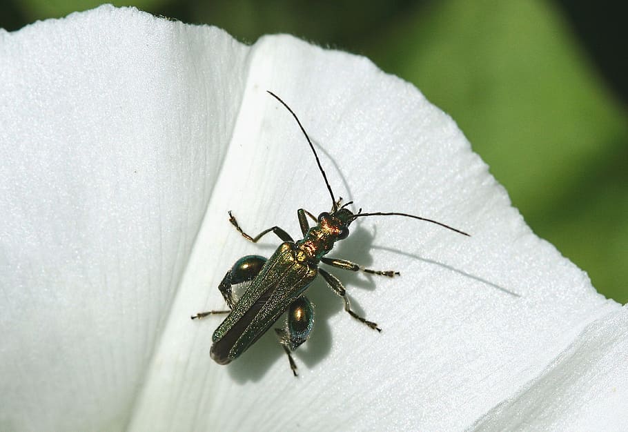 Insect, Bug, False, Oil Beetle, Nature, false oil beetle, flower HD wallpaper